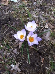 Crocus sieberi