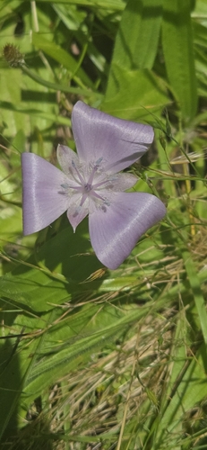 Calochortus uniflorus, photograph 6