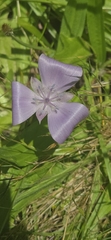 Calochortus uniflorus, photograph (c) tierney, some rights reserved (CC BY-SA)