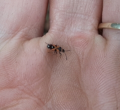 Horvathiolus superbus