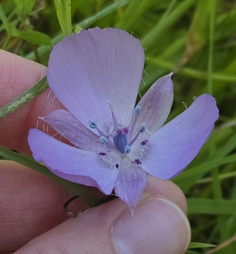 Calochortus uniflorus, photograph 5
