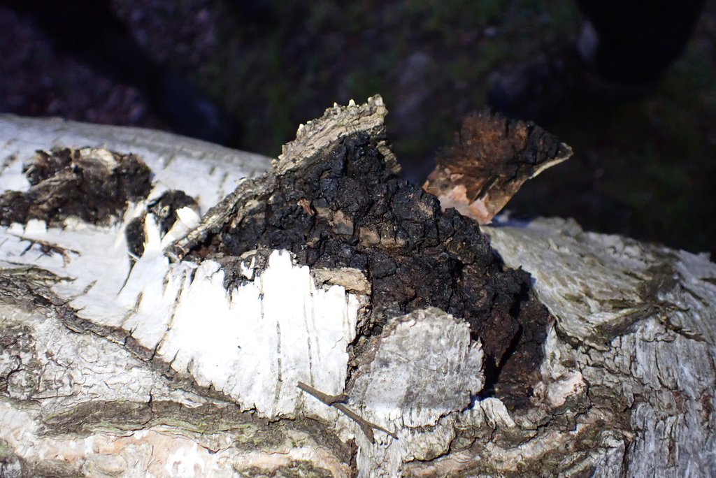 Inonotus obliquus · April 2026 · photo: © kh-c (iNaturalist, cc0)