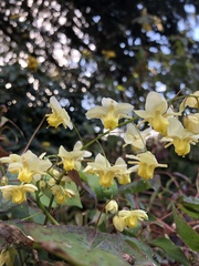 Epimedium