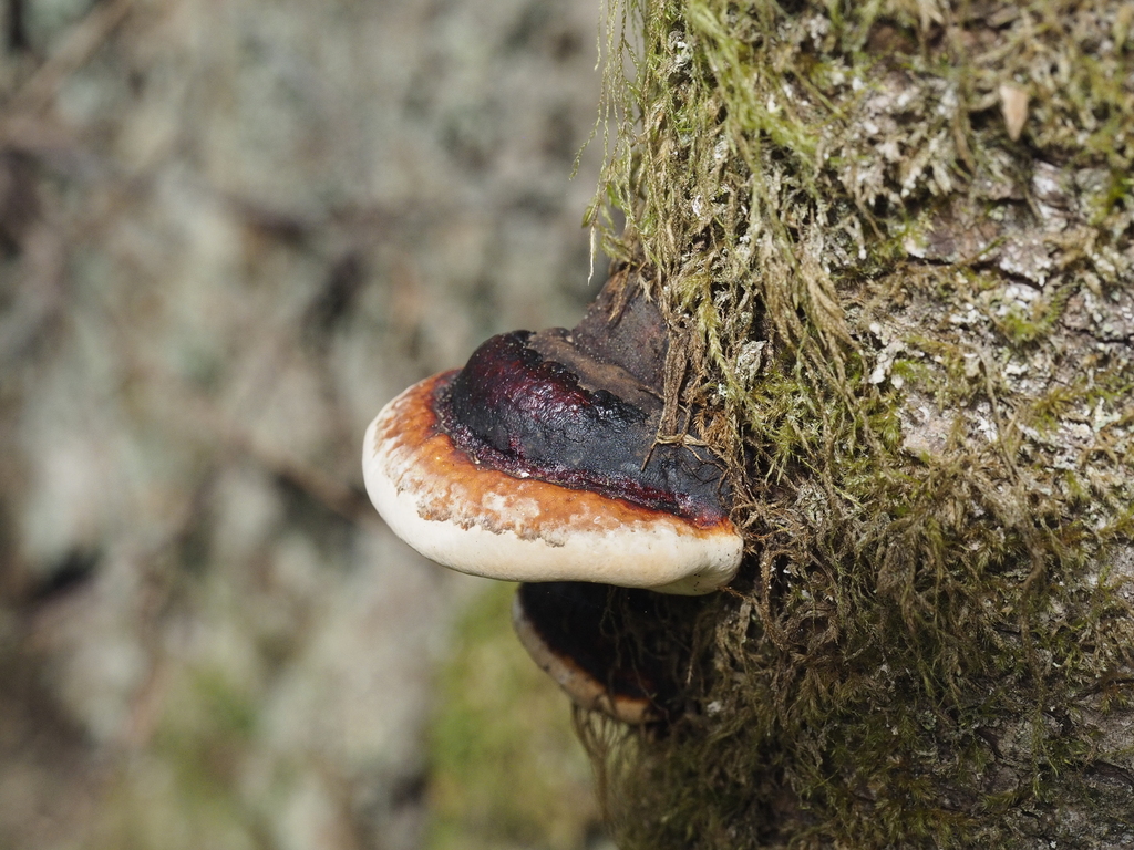 Fomitopsis mounceae · April 2026 · photo: © abbyhyde (iNaturalist, cc-by)