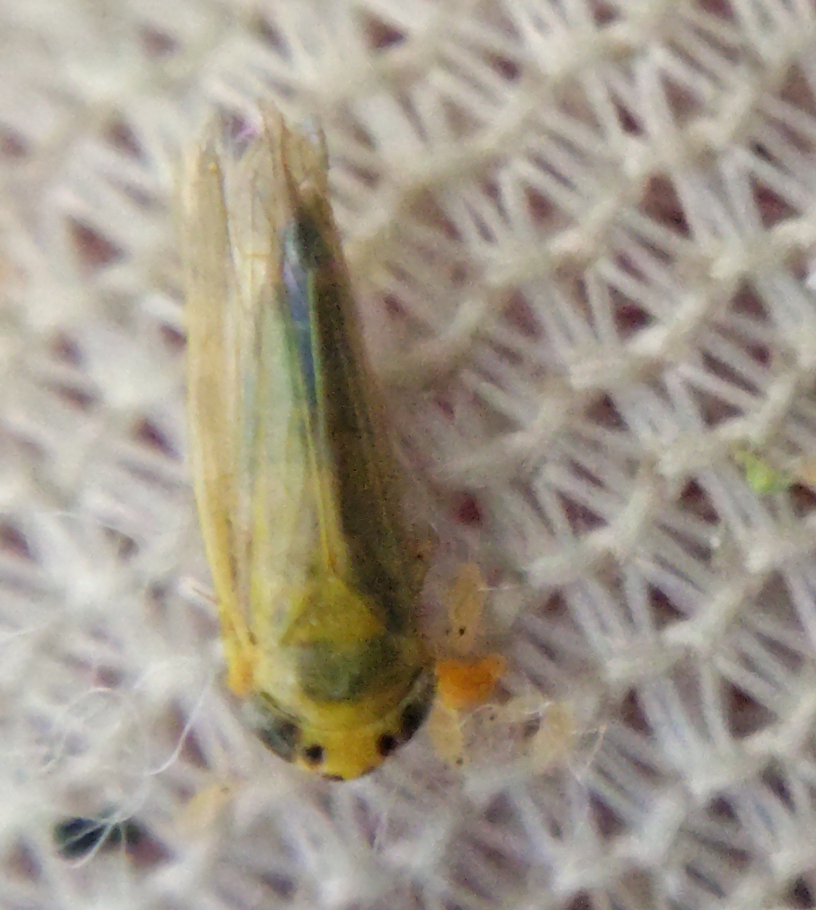 Cicadula saturata