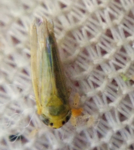 Cicadula saturata