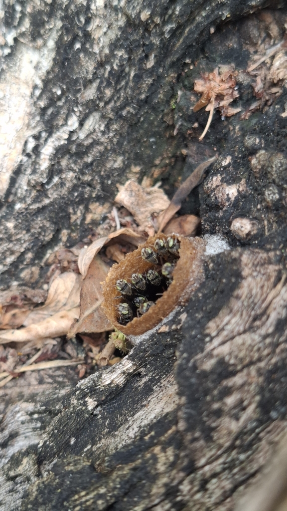 Nannotrigona chapadana