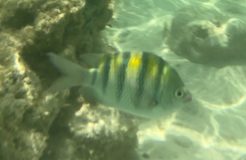Abudefduf saxatilis