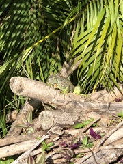 Iguana iguana