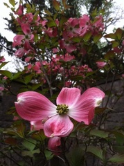 Cornus florida rubra