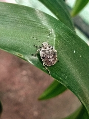 Discocephalinae
