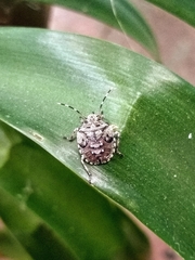 Discocephalinae