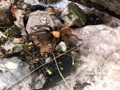 Brachypelma albiceps