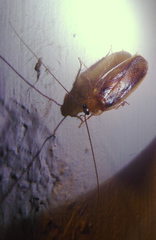 Parcoblatta pennsylvanica
