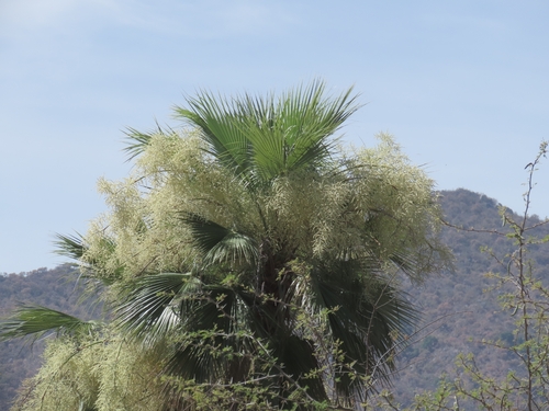 Brahea brandegeei, photograph 2