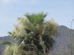 Brahea brandegeei, photograph (c) Abraham Sánchez Romero, some rights reserved (CC BY)