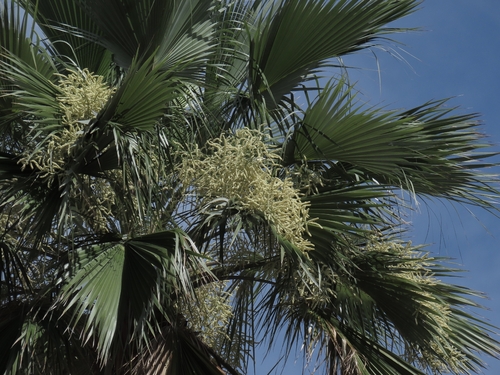 Brahea brandegeei