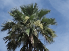 Brahea brandegeei, photograph (c) Abraham Sánchez Romero, some rights reserved (CC BY)