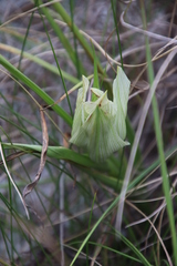 Colchicum striatum