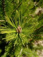 Pinus cembroides lagunae