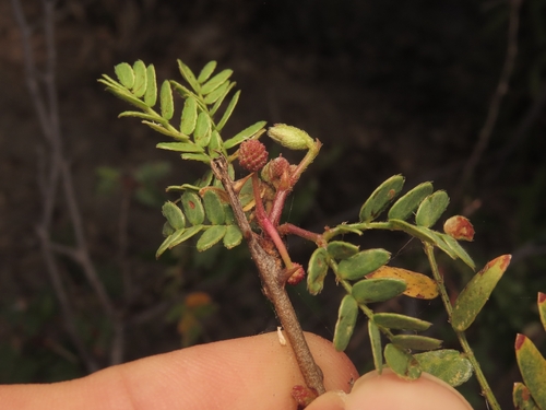 Mimosa tricephala, photograph 3