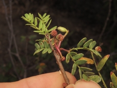 Mimosa tricephala, photograph (c) Abraham Sánchez Romero, some rights reserved (CC BY)