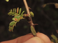 Mimosa tricephala, photograph (c) Abraham Sánchez Romero, some rights reserved (CC BY)