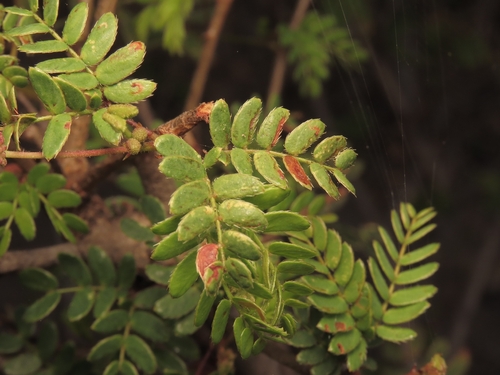 Mimosa tricephala, photograph 5