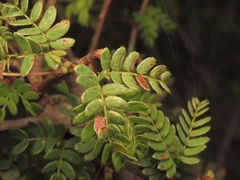 Mimosa tricephala, photograph (c) Abraham Sánchez Romero, some rights reserved (CC BY)