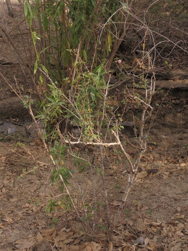 Mimosa tricephala, photograph 6