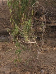 Mimosa tricephala, photograph (c) Abraham Sánchez Romero, some rights reserved (CC BY)