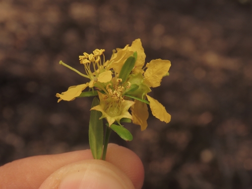 Heimia salicifolia, photograph 6