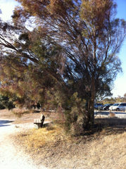 Eucalyptus spathulata