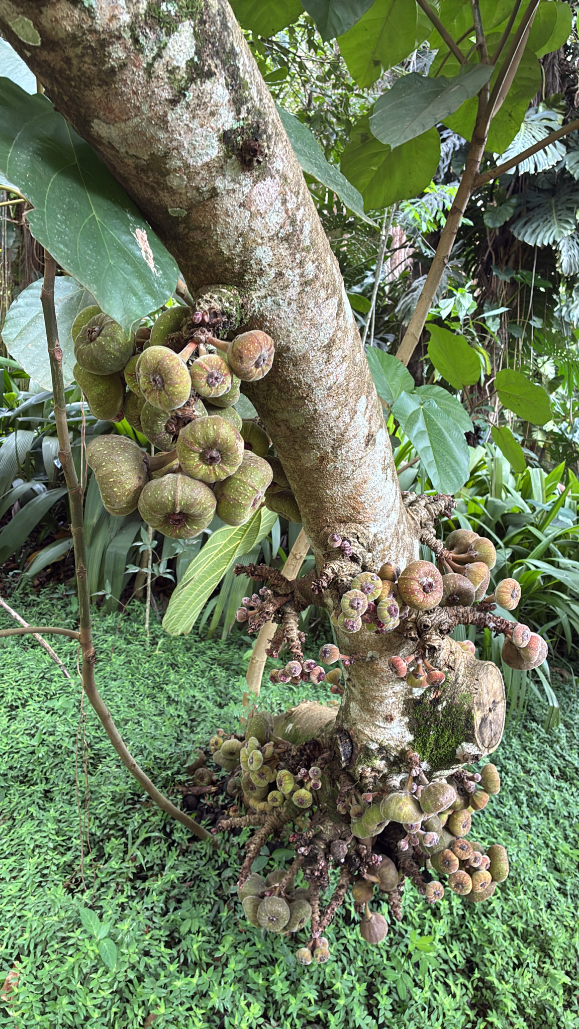 Ficus auriculata
