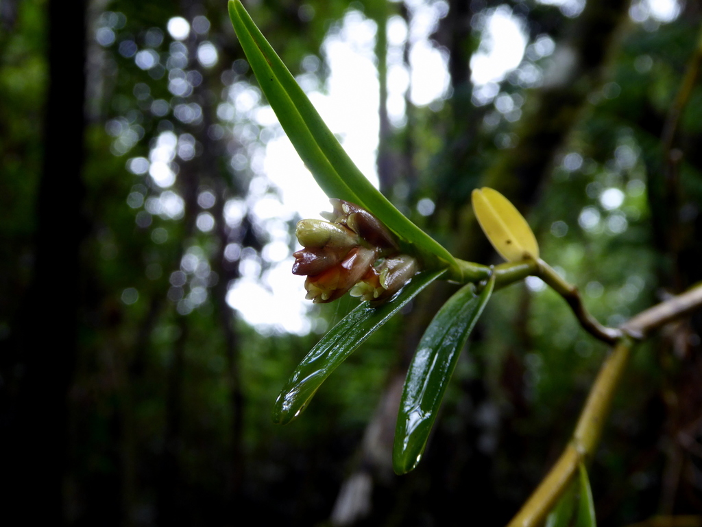 Epidendrum pseudoramosum