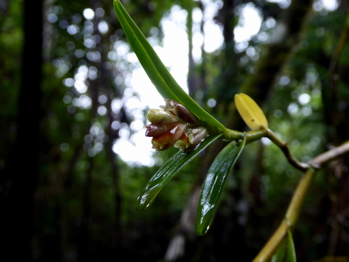 Grand Star Orchid (Epidendrum pseudoramosum)