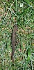 Triturus