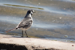 Motacilla alba