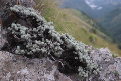 Helichrysum galpinii