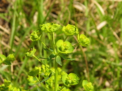 Euphorbia cyparissias