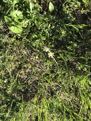 Chaetopappa asteroides