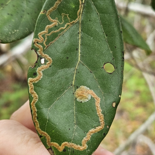 Phyllocnistis hyperpersea photo 5