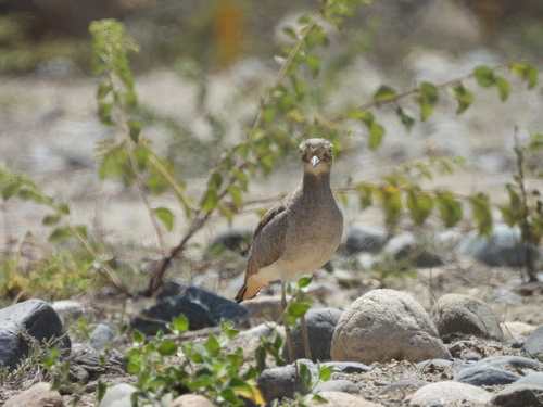 Peruvian Thick-knee