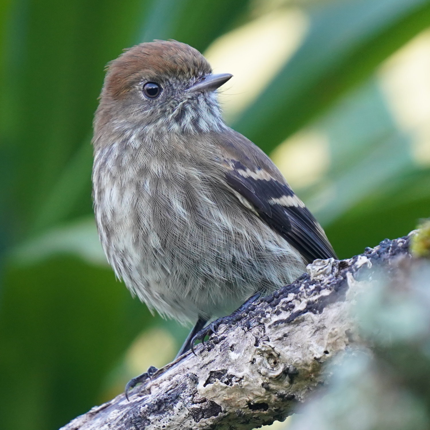 Blue-billed Black Tyrant (Knipolegus cyanirostris), photo 4