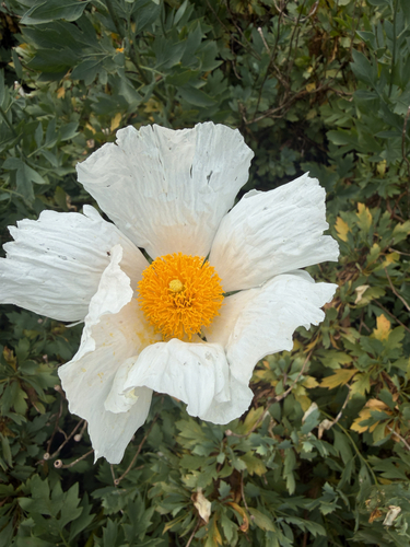 iNaturalist observation photo of Coulter's matilija poppy