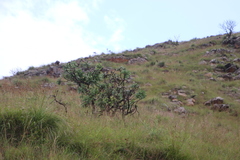 Protea gaguedi