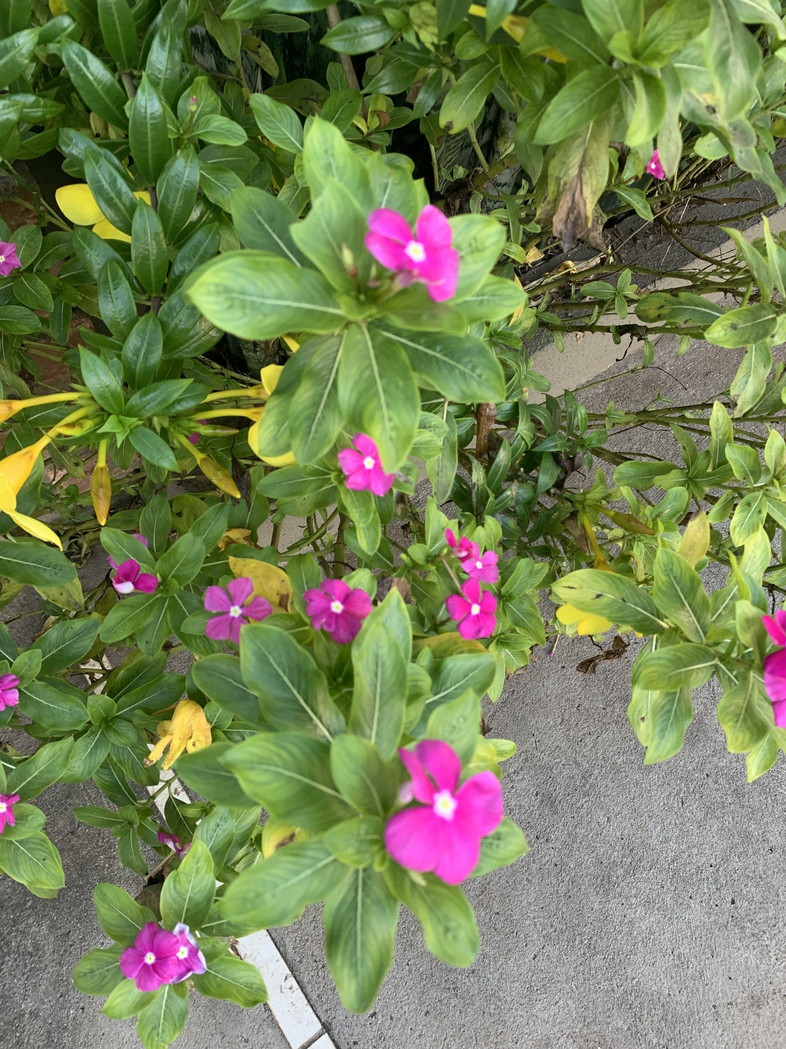 Catharanthus roseus