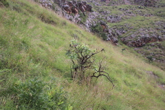 Protea gaguedi