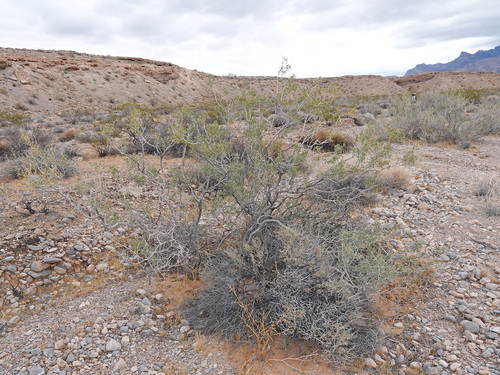 Psorothamnus fremontii, 2026-04-26