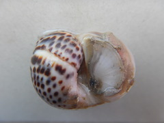 Paratectonatica tigrina